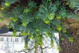 Euphorbia characias subsp. wulfenii RCP3-2021 (21).jpg